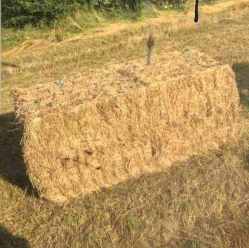 Kleine en grote balen hooistro!, Zakelijke goederen, Landbouw | Veevoer, Ophalen of Verzenden