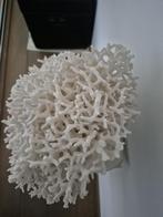 Witte koraal, Verzamelen, Mineralen en Fossielen, Ophalen