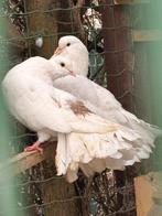 Amerikaanse pauwstaartduif, Dieren en Toebehoren