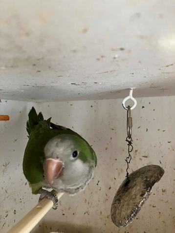 HALF TAMME GROENE MUISPARKIET NU 125 EURO, Dieren en Toebehoren, Meerdere dieren, Papegaai, Tam