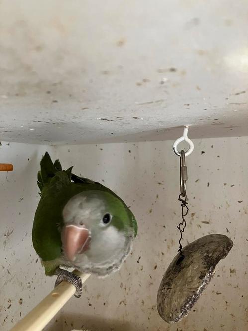 HALF TAMME GROENE MUISPARKIET NU 125 EURO, Dieren en Toebehoren, Vogels | Parkieten en Papegaaien, Papegaai, Meerdere dieren, Tam