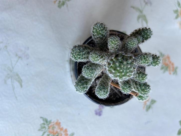 Leuke Cactus met 17 takjes, Huis en Inrichting, Kamerplanten, Cactus, Volle zon, Ophalen of Verzenden