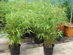 fargesia rufa vanaf € 8, Ophalen