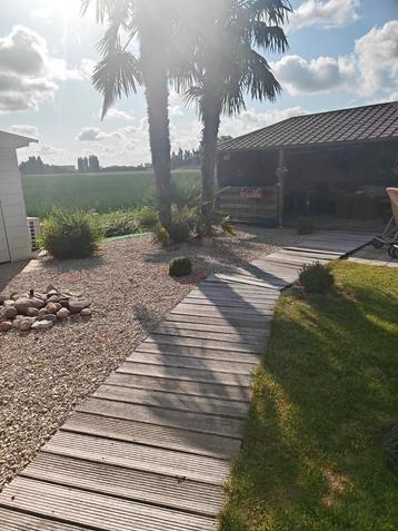 Palmbomen winterhard vanaf 3 euro beschikbaar voor biedingen