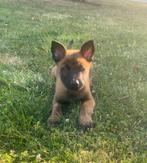 Fci stamboom puppies mechelse herder, Dieren en Toebehoren, België, Fokker | Hobbymatig, CDV (hondenziekte), 8 tot 15 weken