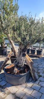 Olijfboom Olea europea bonsai, Tuin en Terras, Planten | Bomen, Ophalen, Olijfboom