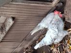 Leghorn, Dieren en Toebehoren