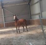 4 jarige For Pleasure x Ustinov x Nimmerdor merrie, Dieren en Toebehoren, Merrie, Springpaard, Gechipt, 3 tot 6 jaar