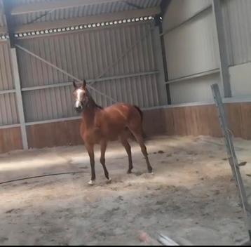 4 jarige For Pleasure x Ustinov x Nimmerdor merrie beschikbaar voor biedingen