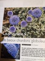 Echinops - jeunes plantes, Ophalen of Verzenden, Zomer