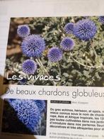 Echinops - jeunes plantes, Zomer, Ophalen of Verzenden