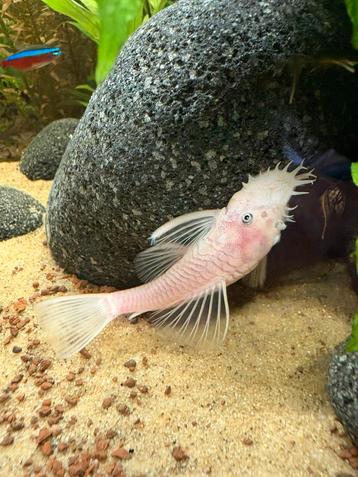 Jong koppel Snow White Ancistrus beschikbaar voor biedingen