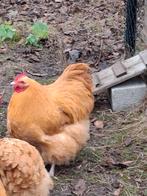 2 hanen orpington buff