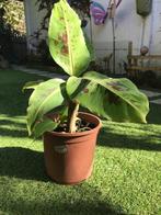 Bananen plant (niet winterhard), Tuin en Terras, Ophalen