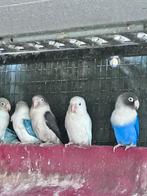 Dwergpapegaaien, Meerdere dieren, Dwergpapegaai of Agapornis, Tam