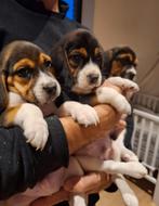 Ondeugende Beagle pups !, Meerdere, 8 tot 15 weken, Meerdere dieren, België