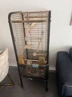 cocktail lutino, Dieren en Toebehoren, Ophalen, Zo goed als nieuw