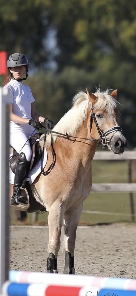 Halve stal gezocht in Kessel, Dieren en Toebehoren, Paarden