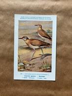 Vogels van België Nr. 268 Renvogel, Verzamelen, Ophalen of Verzenden, Ongelopen, Vogel