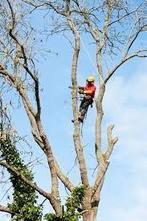 Élagage et abattage tout types d'arbres Taille haie, Ophalen of Verzenden