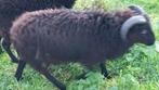 ouessant ram te koop, Dieren en Toebehoren, Schapen, Geiten en Varkens, Mannelijk, Schaap, 0 tot 2 jaar