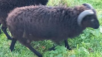ouessant ram te koop beschikbaar voor biedingen