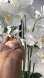 4 tamme dwerghamstertjes, beige en grijs, Dieren en Toebehoren, Knaagdieren, Hamster, Meerdere dieren, Tam, September