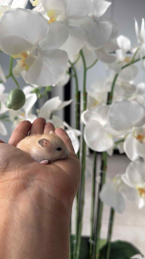 4 tamme dwerghamstertjes, beige en grijs, Dieren en Toebehoren, Knaagdieren, Meerdere dieren, Hamster, September, Tam