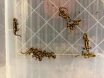 Salamandra s.  terrestris, Dieren en Toebehoren, Amfibie, 0 tot 2 jaar