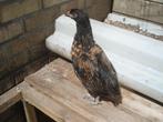 jong hennetje (gezoomd), Dieren en Toebehoren, Pluimvee, Vrouwelijk, Kip