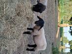 Suffolk ramlam met stamboek te koop, Dieren en Toebehoren, Mannelijk, Schaap, 0 tot 2 jaar
