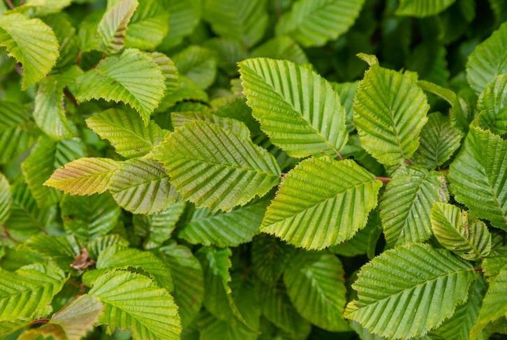 Haagbeuk - Carpinus Betulus in alle maten nu weer leverbaar!, Tuin en Terras, Planten | Struiken en Hagen, Haag, Haagbeuk, 100 tot 250 cm