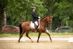 8 jarige charmeur merrie, Dieren en Toebehoren, Paarden, Merrie, Gechipt, M, Dressuurpaard