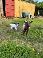 5 geitjes zoeken een nieuwe thuis, Animaux & Accessoires, Moutons, Chèvres & Cochons
