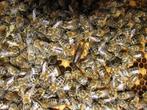 Bijenvolken Carnica, Bijen