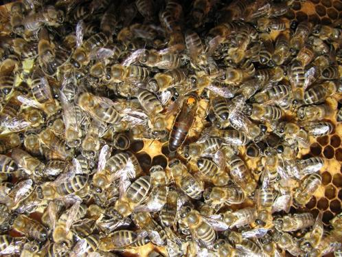 Bijenvolken Carnica, Dieren en Toebehoren, Insecten en Spinnen, Bijen