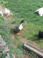 Derdermondse eend, Dieren en Toebehoren, Mannelijk