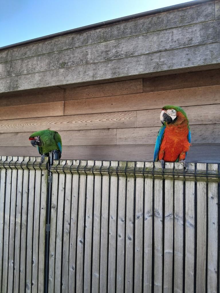 Harlekijn ara en soldaten ara koppel 2024