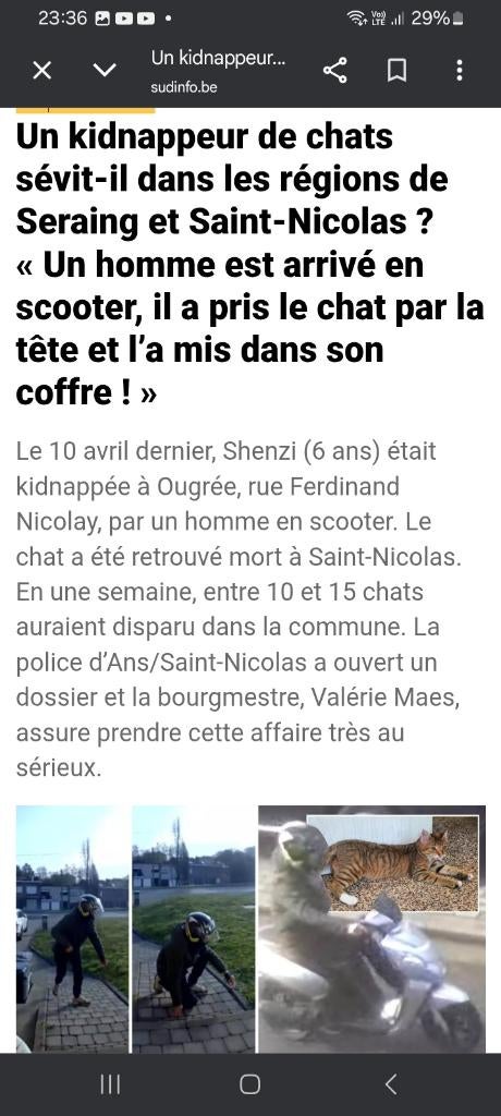 Attention Chat perdu ou voler, Livres, Animaux & Animaux domestiques, Comme neuf, Chats, Enlèvement