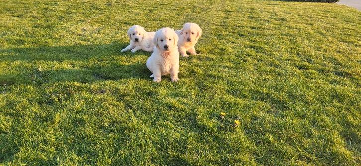 Golden Retriever pups, Dieren en Toebehoren, Honden | Retrievers, Spaniëls en Waterhonden, Meerdere dieren, Golden retriever, Fokker | Professioneel