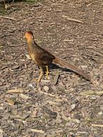 Goud fazanten, Dieren en Toebehoren, Meerdere dieren, Overige soorten