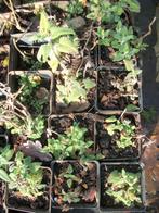 Teucrium hyrcanicum, Tuin en Terras, Planten | Tuinplanten, Volle zon, Vaste plant, Zomer, Ophalen