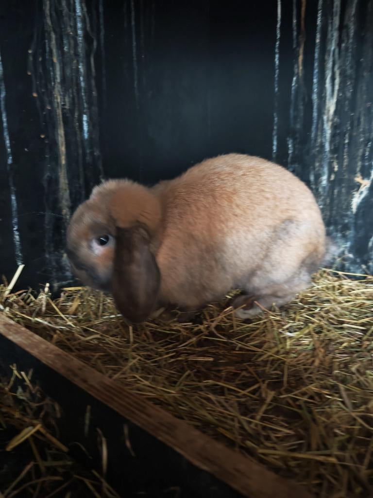 Nederlandse hangoor dekram 8 maand oud, Mâle, Oreilles tombantes, 0 à 2 ans