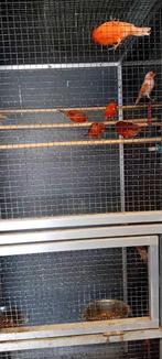 kanaries rood agaat mannen en poppen, Dieren en Toebehoren, Meerdere dieren, Kleurkanarie