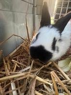 Reuze vlinder konijnen ( groot Lotharingers ), Meerdere dieren, Groot, 0 tot 2 jaar