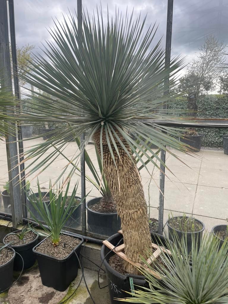 Yucca Rostrata, En pot, 100 à 250 cm, Plein soleil, Enlèvement