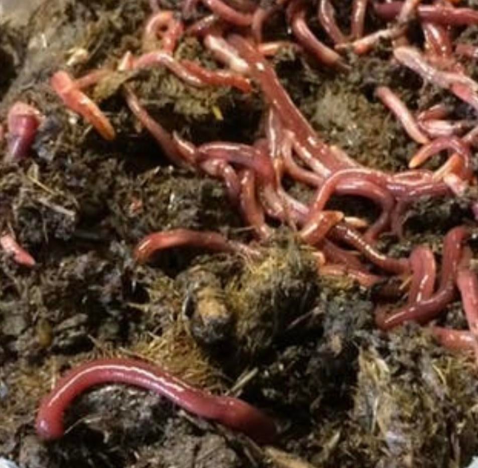 Paardenmest pieren gezocht ., Ophalen, Mest