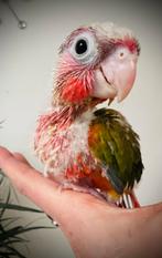 Conure selection rouge, Enlèvement