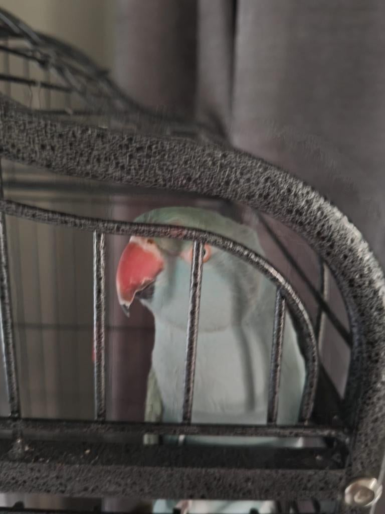 Halsbandparkiet, Femelle, Perruche