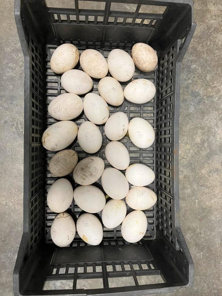 Broedeieren vlaamse gans, Dieren en Toebehoren, Pluimvee